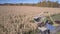 Close front upper view tractor with lorry gathers corn mass