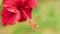 Close front view of a single red hibiscus flower slightly swinging on the wind
