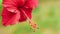 Close front view of a single red hibiscus flower slightly swinging on the wind