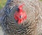 Close Frontal of a Speckled Sussex Hen