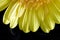 Close gerber daisy on velvet