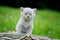 Close gray kitten on tree