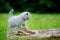 Close gray kitten on tree