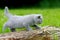 Close gray kitten on tree