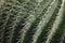 Close green needles of a cactus, Botanical print, pattern. background, copy space