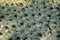 Close green needles of a cactus, Botanical print, pattern. background, copy space