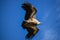 Really close Griffon vulture on the sky