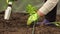 Close hands planting seeds of greenery