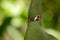 Close head shot of a Guinea turaco, scientific name Tauraco persa