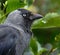 Close head shot of Jackdaw.