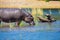 Close hippopotamus
