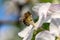 Close Honey bee collecting pollen from apple tree blossom