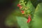 Close Hummingbird Plants