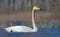 Close image of adult Whooper swan floating in vibrant water of spring lake