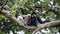 Close image of a Gibbon Nomascus gabriellae