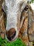 Close image of a goat