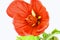 Close image of orange abutilon flower