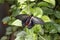 A close image of a Scarlet Mormon Butterfly. Scientific name Papilio rumanzovia.