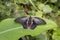 A close image of a Scarlet Mormon Butterfly. Scientific name Papilio rumanzovia.