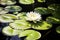 close image of water lily with lily pads in pond