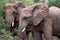 Close image of wild South African Elephants