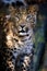 Close leopard portrait