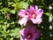 Close light purple hibiscus blossoms with green background