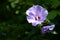 Close light purple hibiscus with green background