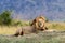 Close lion in National park of Kenya