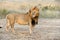 Close lion in National park of Kenya