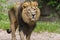 Close Lion from National Park Of Kenya, Africa