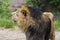 Close Lion from National Park Of Kenya, Africa