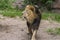 Close Lion from National Park Of Kenya, Africa