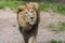 Close Lion from National Park Of Kenya, Africa