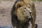 Close Lion from National Park Of Kenya, Africa