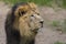 Close Lion from National Park Of Kenya, Africa