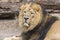 Close Lion from National Park Of Kenya, Africa