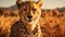 Close Look of Cheetah in Savanna Plains Selective Focus Background