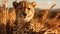 Close Look of Cheetah in Savanna Plains Selective Focus Background