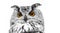 A close look of the orange eyes of a horned owl on a white background