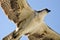 Close Look at an Osprey Flying in a Blue Sky
