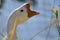 Close Look at the Profile of Chinese Goose