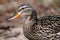 Close Look at the Profile of a Mallard Duck