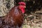 Close Look at the Profile of a Proud Red Rooster