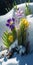 Close look of spring flowers in superimposed snow, bright day