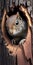 close look of squirrel sticking its head out of the hollow of a tree, superimposed