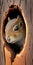 close look of squirrel sticking its head out of the hollow of a tree, superimposed