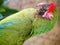 Close Macaw