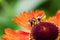 A close macro portrait of a honey bee sitting on a red helenium moerheim or mariachi flower collecting pollen to bring back to its