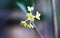 Close macro shot of blooming osmanthus flowers.